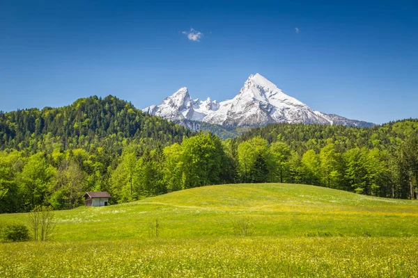 Idyllische Landschaft in den Alpen mit blühenden Wiesen und schneebedeckten Berggipfeln im Frühling — Stockfoto