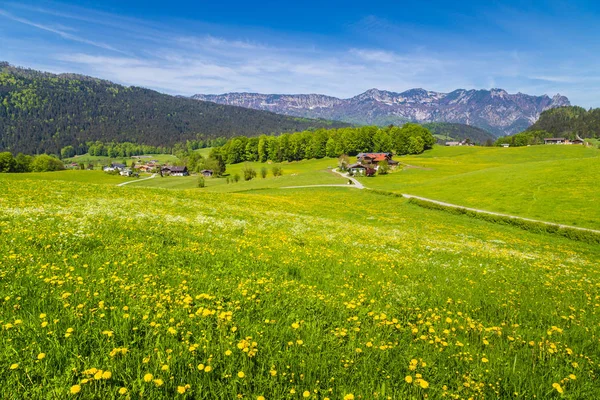 Paisagem idílica nos Alpes com prados floridos no verão — Fotografia de Stock