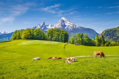 Pastoral yaz manzara ile yaz aylarında otlayan inekler Alpleri'nde