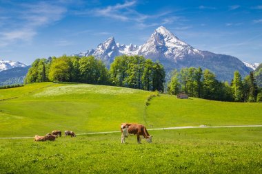 İlkbaharda çayırlar üzerinde otlatma inek ile Alpleri'nde pastoral Alp manzara