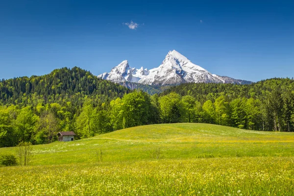 Idyllische Landschaft in den Alpen mit blühenden Wiesen und schneebedeckten Berggipfeln im Frühling — Stockfoto