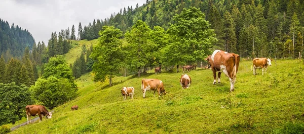 Kühe weiden in alpiner Berglandschaft mit hohen Berggipfeln, die an einem schönen Sommertag in mystischen Nebel gehüllt sind — Stockfoto