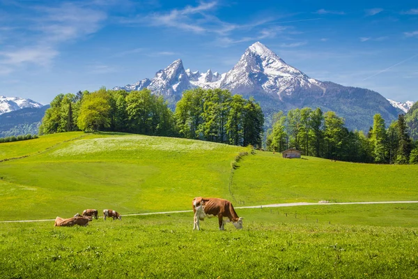 İlkbaharda çayırlar üzerinde otlatma inek ile Alpleri'nde pastoral Alp manzara — Stok fotoğraf