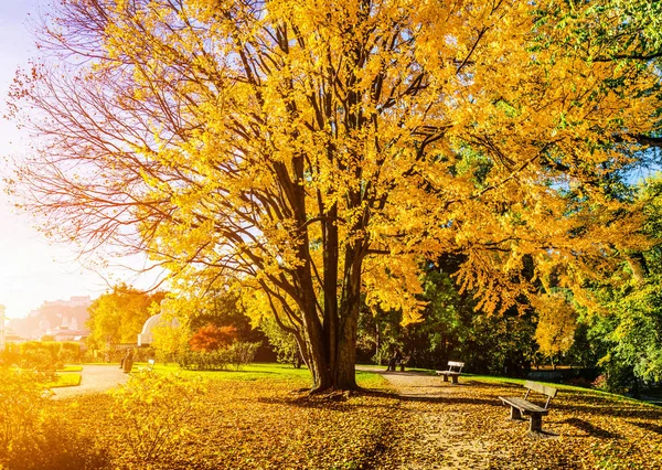 日の出公園内の美しい秋のシーン — ストック写真