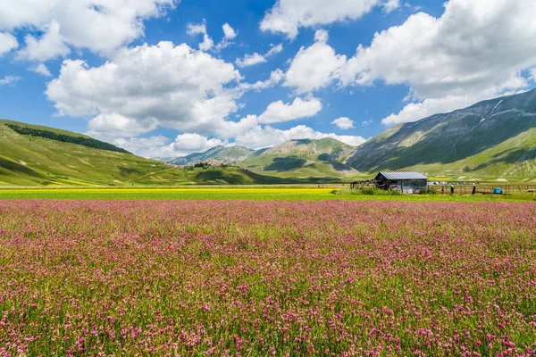 Vacker sommar landskap vid Piano Grande (slättlandet) bergsplatå i Apenninerna, Castelluccio di Norcia, Umbrien, Italien — Stockfoto