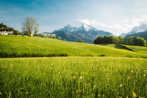 Idyllisch landschap in de Alpen met bloeiende weiden in de lente — Stockfoto