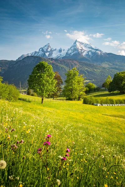 Paisajes idílicos de montaña en los Alpes con prados florecientes en primavera —  Fotos de Stock