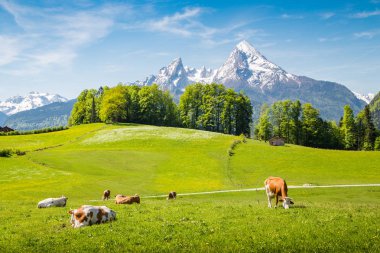 Yeşil çayırlarda otlayan inekler ile Alpler'de Pastoral yaz manzara