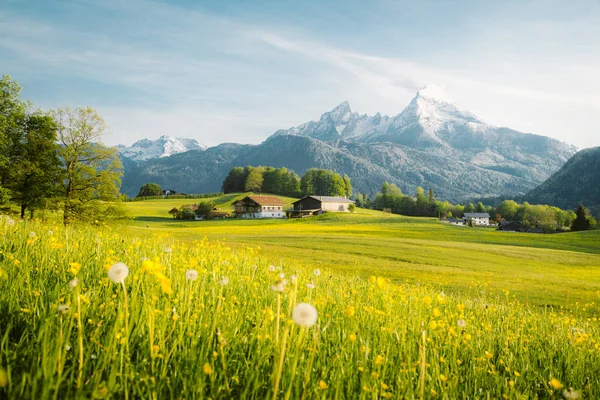 Paisaje idílico en los Alpes con prados florecientes en primavera —  Fotos de Stock
