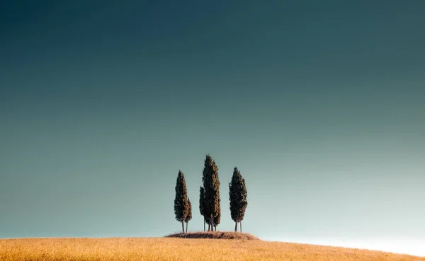 Groep cipressen in Toscane tegen de blauwe lucht — Stockfoto