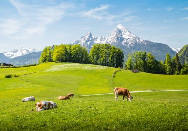 Yeşil çayırlarda otlayan inekler ile Alpler'de Pastoral yaz manzara