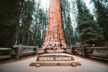 General Sherman Tree, hacim olarak dünyanın en büyük ağacı, Sequoia Ulusal Parkı, Kaliforniya, ABD
