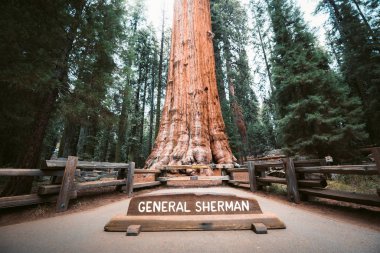 General Sherman Tree, the world's largest tree by volume, Sequoia National Park, California, USA clipart