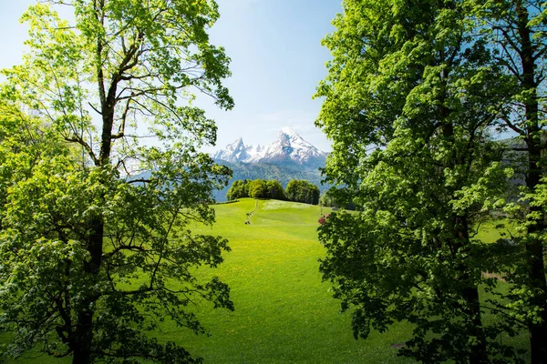 Idylliczny letni krajobraz w Alpach z krowami pasącymi się na zielonych pastwiskach — Zdjęcie stockowe