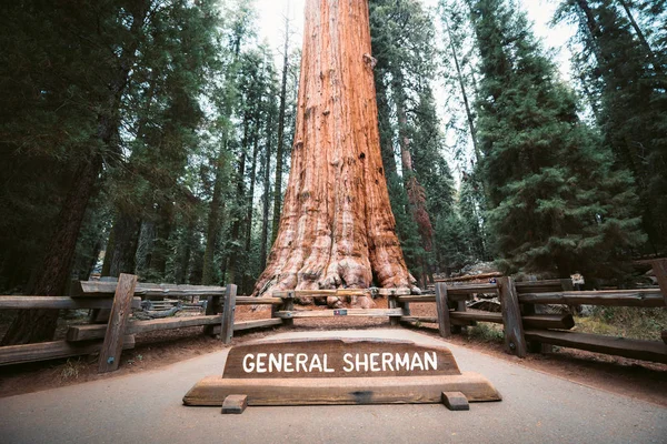 Generał Sherman Tree, największy na świecie drzewo objętości, Sequoia National Park, Kalifornia, USA — Zdjęcie stockowe