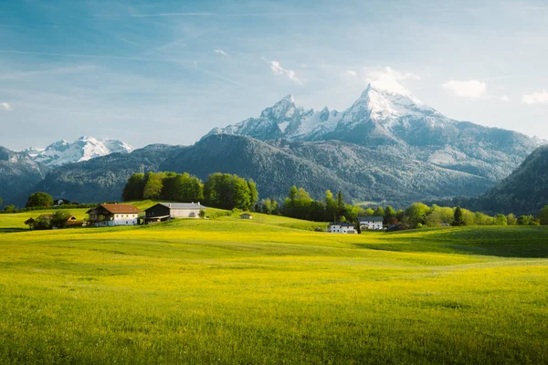 İlkbaharda çiçek açan çayırları ile Alpler'de pastoral manzara — Stok fotoğraf