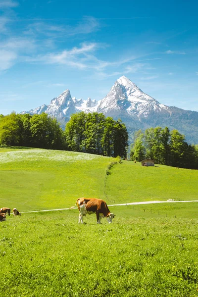 Paisaje idílico de verano en los Alpes con vacas pastando en prados verdes —  Fotos de Stock
