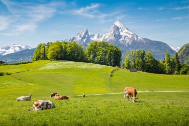 Alpler 'de, yeşil dağ çayırlarında otlayan ineklerin ve arka planda karla kaplı dağların zirvelerinin olduğu sakin bir yaz manzarası.