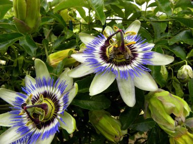 Passiflora yıldız şeklindeki çiçekler kapanıyor
