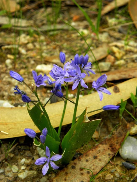 Flores Primavera Floresta — Fotografia de Stock