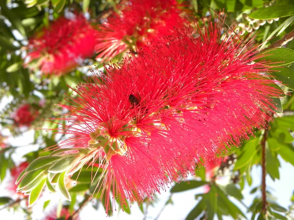 Callistemon Citrinus Flor Tipo Mirto Color Rojo —  Fotos de Stock