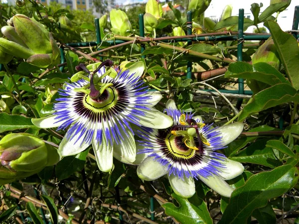 Passiflora yıldız şeklindeki çiçekler kapanıyor