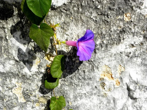 Liliowy Kwiat Zielone Liście Szarym Tle Ściany — Zdjęcie stockowe