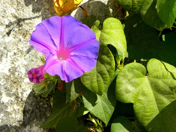 ライラックの花と緑の葉が灰色の壁の背景に — ストック写真