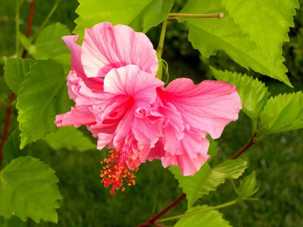 Jasnoróżowy Hibiskus Kwiat Zbliżenie — Zdjęcie stockowe