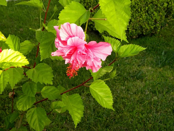 Jasnoróżowy Hibiskus Kwiat Zbliżenie — Zdjęcie stockowe