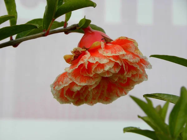 Kwiaty Granatu Kwitnący Granat Granat Drzewie — Zdjęcie stockowe