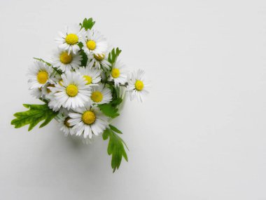             Beyaz arka planda bir buket papatya                   