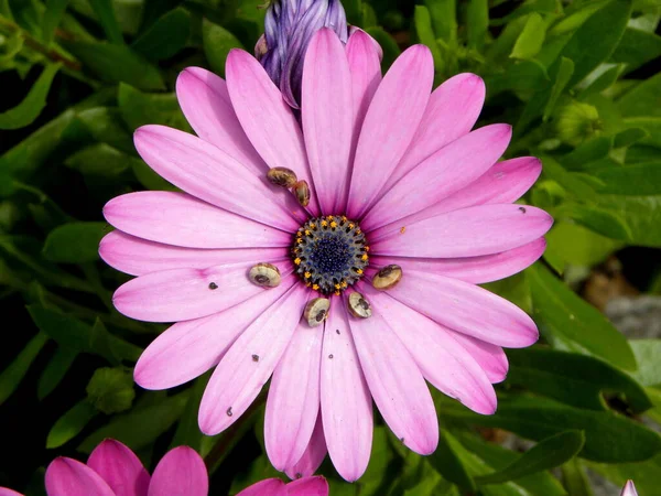 緑の背景を持つ紫色のアフリカのデイジー Osteospermum Ecklonis 小さなカタツムリが座ってる — ストック写真