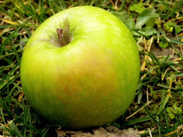 Zelené Jablko Leží Zelené Trávě — Stock fotografie