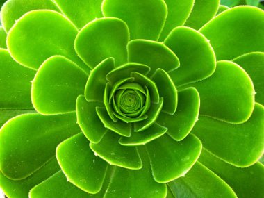 Yeni doğan yapraklarla birlikte Aeonium crassulaceae 'nin yeşil kaktüsünün tomurcuğunun merkezindeki yakın plan. Yaprakların bulanık arkaplanı