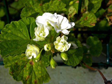 Yeşil yapraklı arka planda beyaz çiçekler ve sardunya tomurcukları. Bahar bahçesinde fırtınalı çiçek açan sardunya