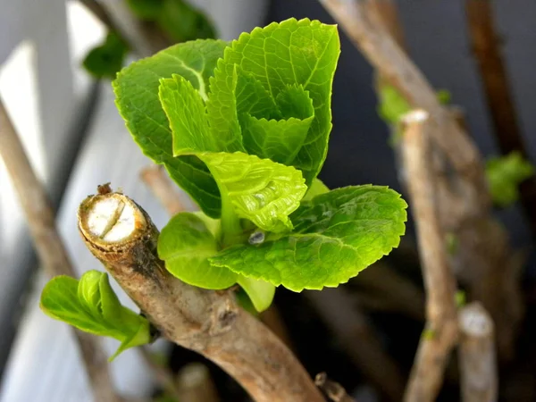 Junge Hortensienblätter Nach Dem Winter Frische Grüne Hortensienblätter Garten Einem — Stockfoto