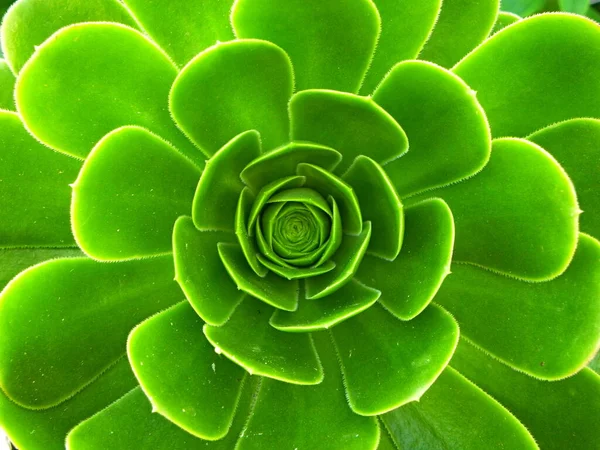 Yeni doğan yapraklarla birlikte Aeonium crassulaceae 'nin yeşil kaktüsünün tomurcuğunun merkezindeki yakın plan. Yaprakların bulanık arkaplanı