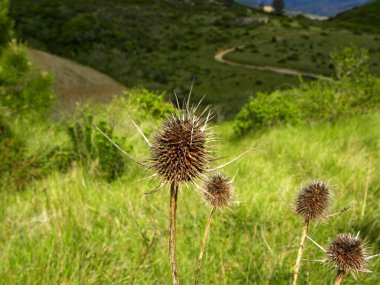 Kuru kahverengi devedikeni dalları yeşil otların üzerinde