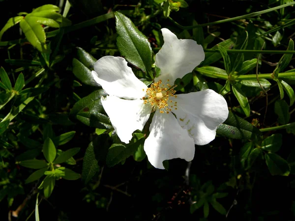 Kwitnący Biały Kwiat Róży Ciemnozielonym Tle — Zdjęcie stockowe