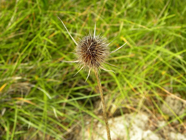 Dry Brown Thistle Background Green Grass — Stock Photo, Image