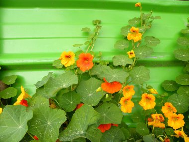 Nasturtiyumların güzel çiçekleri. Bahçedeki Nasturtium bitkileri. Yazın parlak çiçekler. Güzel turuncu ve sarı çiçek.