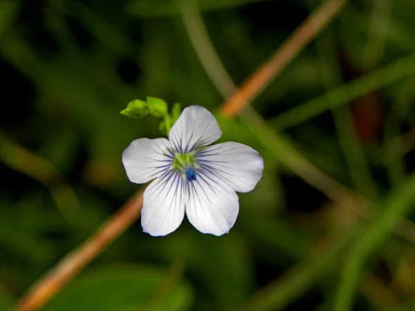 野の花 抽象的な緑の背景に繊細なライラック小花 — ストック写真