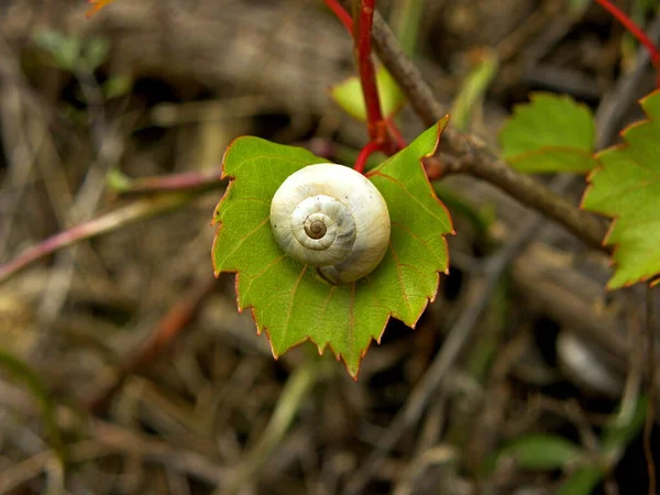 Grape snail . Clam sits on a grape leaf