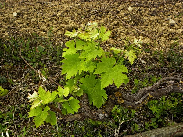 Brotes Tiernos Verdes Jóvenes Hojas Uvas Vid Primavera Campos Uva — Foto de Stock