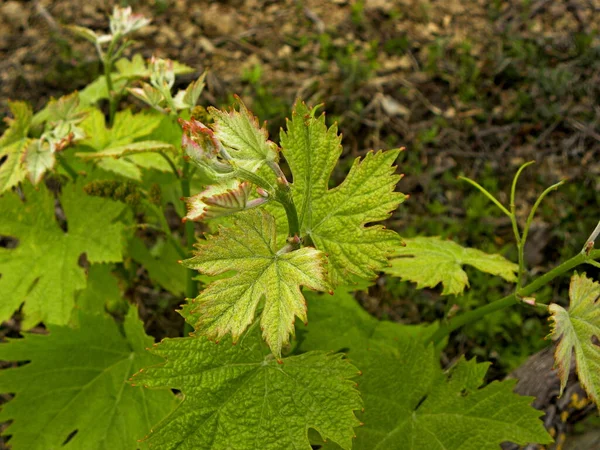 Junge Grüne Zarte Triebe Und Traubenblätter Frühjahr Der Rebe Traubenfelder — Stockfoto