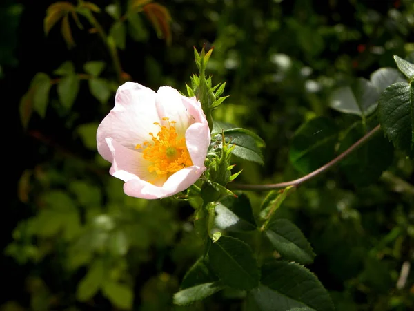 Delikatny Różowy Kwiat Róży Abstrakcyjnym Zielonym Tle — Zdjęcie stockowe