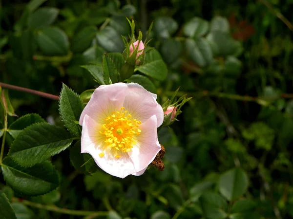 Delicada Flor Rosa Rosa Mosqueta Sobre Fondo Verde Abstracto —  Fotos de Stock