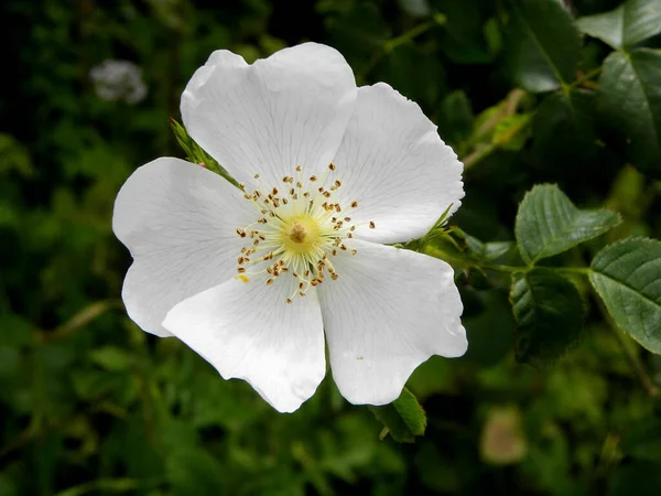 Delicada Flor Rosa Mosqueta Blanca Sobre Fondo Hojas Verdes —  Fotos de Stock