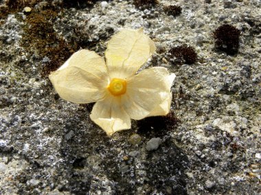 Gri arka planda kuru bitki örtüsü. Işıkla aydınlatılan kuru altın bitkiler..